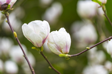 Obraz premium Springtime in the park