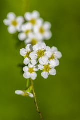 Beautiful spring flowers