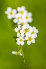 Beautiful spring flowers