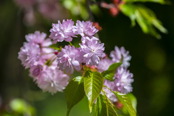 Beautiful spring flowers