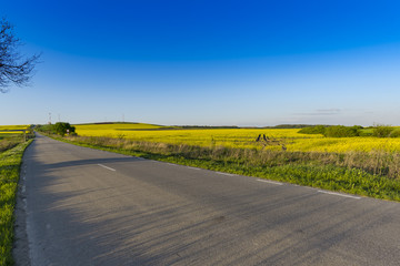 Naklejka premium Rape field in the springtime
