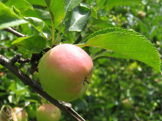 Apple on a tree branch in the summer garden, closeup. Ripe fruit hanging on branch in orchard