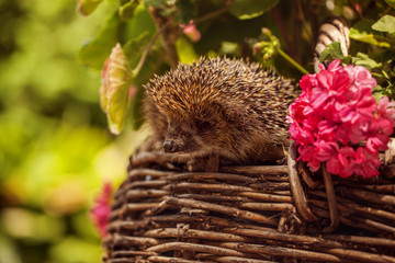 Cute wild hedgehog in summer nature background