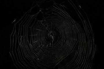  large web, night