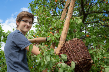Teen boy harvesting ripe apricots in homegrown orchard