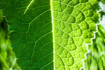 Green leaf macro