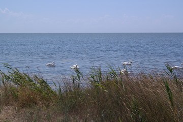 swans