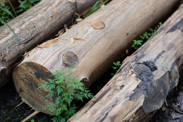 Sparked log of hardwood in the forest. Cut tree prepared for export from the forest.