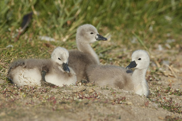 Mute swan (Cygnus olor)
