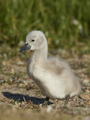 Mute swan (Cygnus olor)