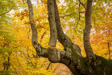 Autumn beech forest. Mountain range Demerdzhi, the Republic of Crimea.