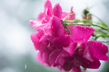 horizontal image of shrub rose blooms in rain. bright pink with soft gray wet background. 