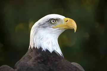 Foto op Plexiglas Bald Eagle portret © Edwin Butter
