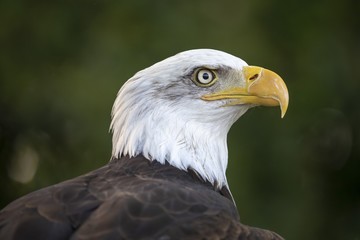 Bald Eagle portrait