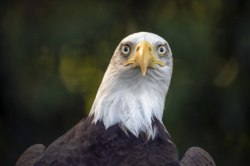 Bald Eagle portrait
