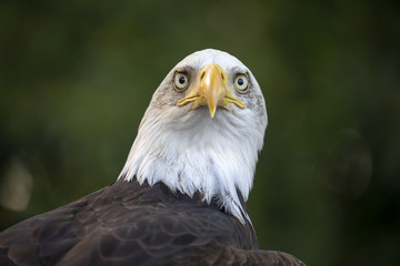 Obraz premium Bald Eagle portrait