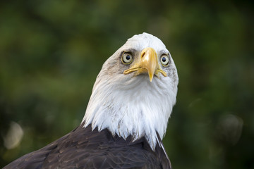 Bald Eagle portrait