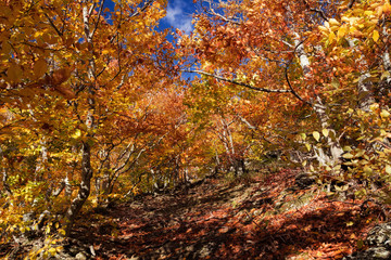 Autumn beech forest. Mountain range Demerdzhi, the Republic of Crimea.