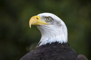 Bald Eagle portrait