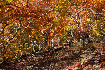 Autumn beech forest. Mountain range Demerdzhi, the Republic of Crimea.