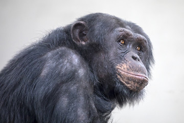 Adult Chimpanzee portrait