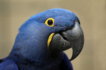 Hyacinth macaw