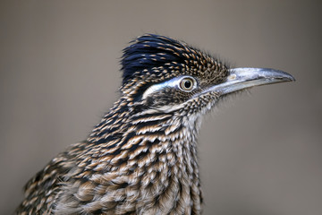 Greater roadrunner portrait