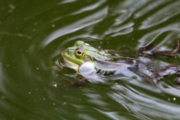 True frog in pond