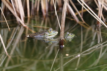 True frog in pond
