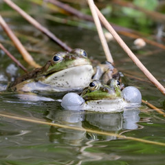 True frog in pond