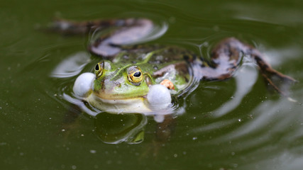True frog in pond