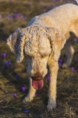 Naklejka premium Cute dog on the mountain in the spring