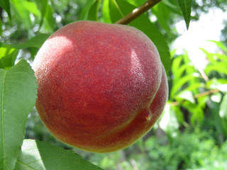 Ripe sweet peach fruit growing on a branch, close-up. Sunny peach orchard in summer