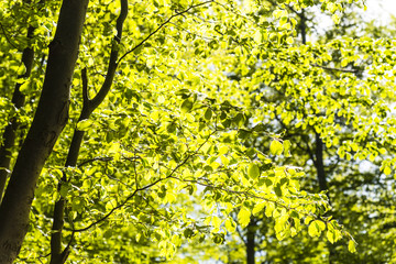 Fototapeta premium Inside of the forest