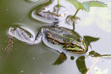 True frog in pond