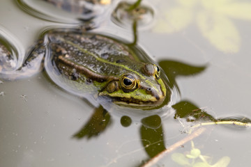 True frog in pond