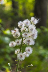 Springtime in the forest