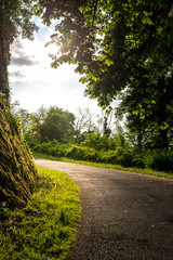 Asphaltstraße mit Kurve bergauf in Gegenlicht neben altem Baumstamm