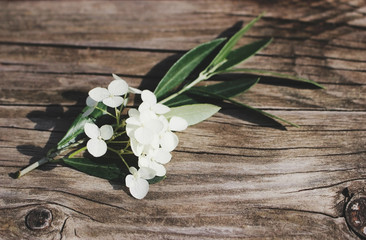 Styled stock photo. Feminine floral still life composition. Closeup of green olive branch and white hydrangea flowers lying on the old wooden table. Vintage design, blurred background.