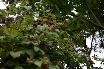 Farmer picking blackberries on a farmBlack fragrant raspberry is amazing with its fruits