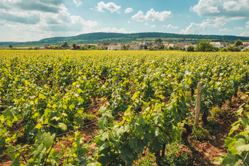 Fototapeta na wymiar Vineyards in Burgundy, France