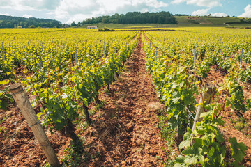 Fototapeta na wymiar Vineyards in Burgundy, France