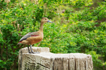 Lesser whistling duck ( or Dendrocygna javanica ) in Thailand