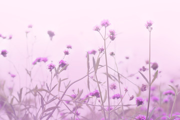 Verbena flowers in soft and blur style for background