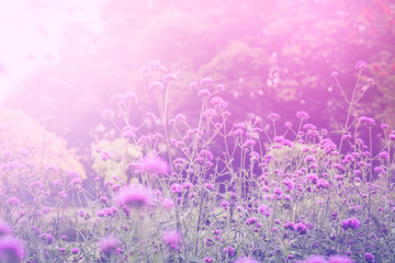 Verbena flowers in the sunrise with soft and blur style for background