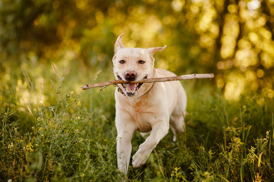 Active and happy retriever labrador dog runs and carries stick to owner man. Concept game with pet.