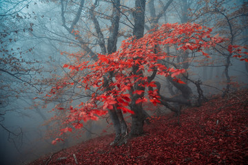 Autumn beech forest. Mountain range Demerdzhi, the Republic of Crimea.