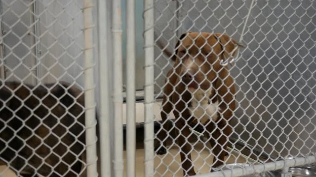 Dog in Pound or animal shelter, 