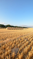 Stoppelfeld mit Strohballen in der Abendsonne - Getreidefeld in Nadelitz bei Putbus auf Rügen