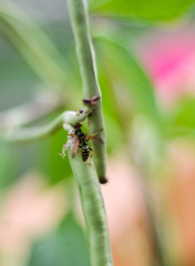 Fototapeta premium Insect on Green Plant